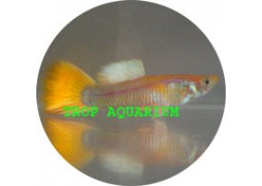 Yellow Tail Guppy