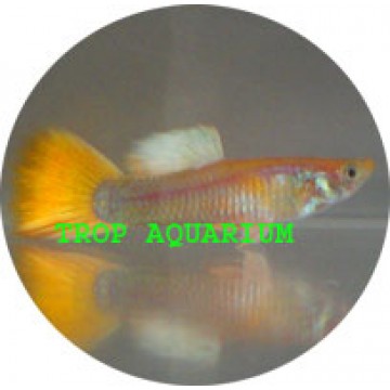 Yellow tail guppy