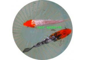 Ginrin Koi