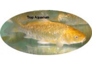 Gold Ogon