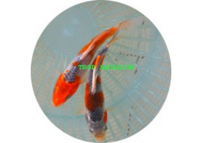 Hikarimoyo Koi