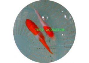 Kohaku Red White Koi