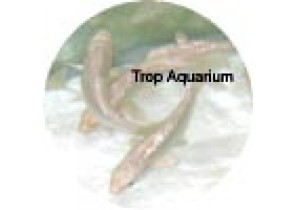 Platinum Ogon