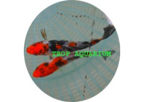 Showa Koi