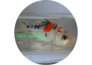 Shusui Koi