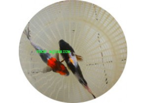 Utsurimono Koi