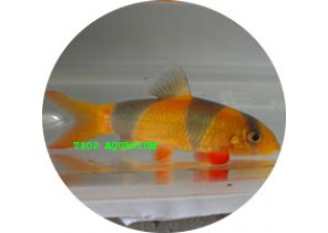 Clown Loach