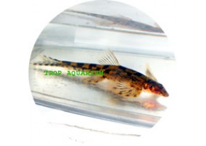 Saddled Hillstream Loach