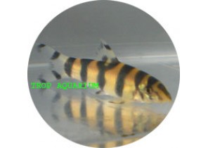 Histrionica Botia