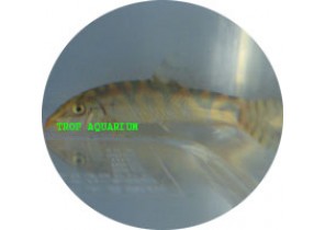Pakistani Loach