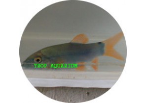 Red Tail Botia