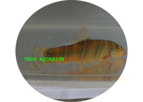 Striata Botia (Zebra Loach)