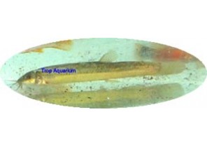 Weather Loach