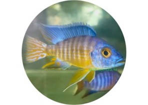 Aulonocara Stuartgranti Chilumba