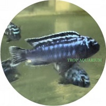 Melanochromis Johanni (Blue Johanni)