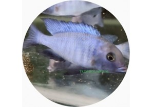 Haplo. Blue Moorii