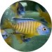 Cichlids