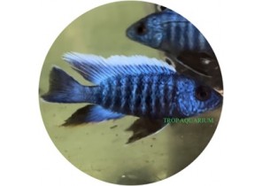Nyassa Peacock- Blue
