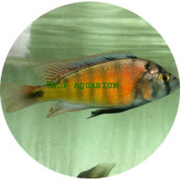 Haplochromis Brownae