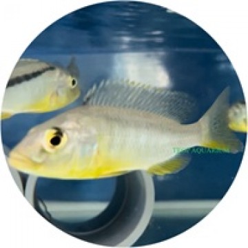 Buccochromis rhoadesii