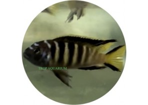 Pseudo. Elongatus Chailosi