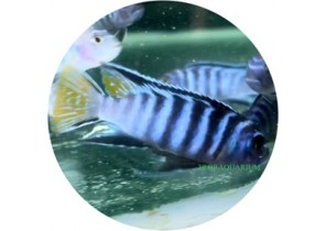 Pseudo. Elongatus Mpanga