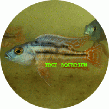 Nimbochromis Fuscotaeniatus (Fusco)