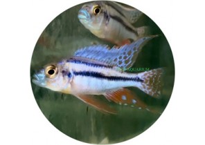 Cheilochromis euchilus (Malawi Thick Lip)