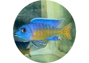 (Ngara Flametail Peacock) Aulonocara Stuartgranti Ngara