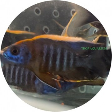 Aulonocara maylandi (Red apache peacock cichlid)