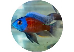 Red Kadango