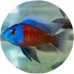 Cichlids