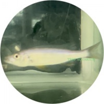 Rhamphochromis macrophthalmus (Malawi Barracuda)