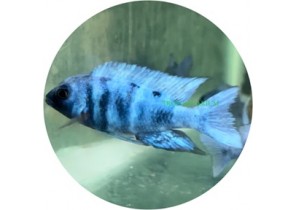Star Sapphire Cichlid