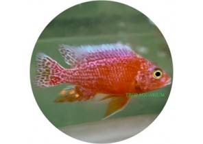 Nyassa Peacock- Strawberry Sunburst