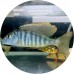 Cichlids