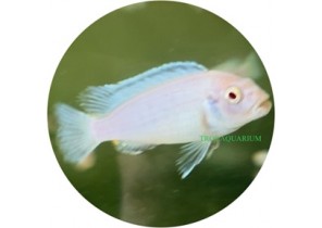 Pseudo. Zebra Albino (Snow cichlid)