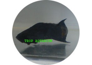 Black Molly LT