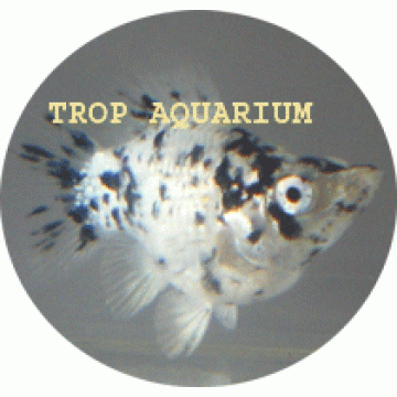 Silver calico balloon molly (dalmation)