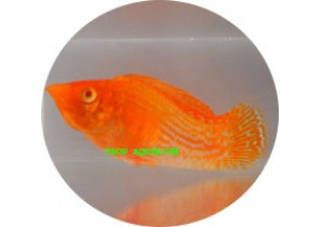 Golden SF Molly
