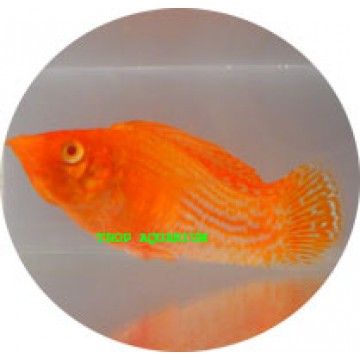Golden molly
