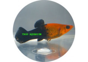 Golden Black Neon Molly