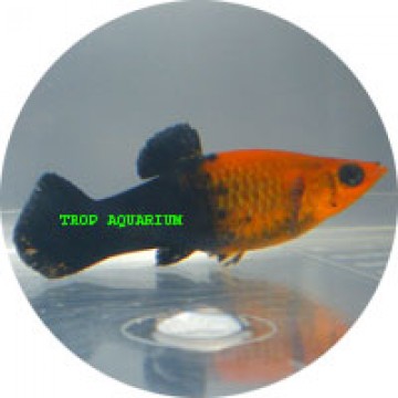 Golden black neon molly
