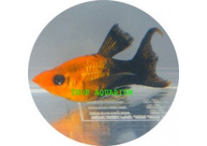 Golden Black Neon Molly LT