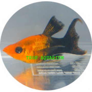 Golden black neon molly LT