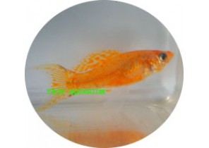 Golden Molly LT