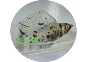 Green Marble SF Molly