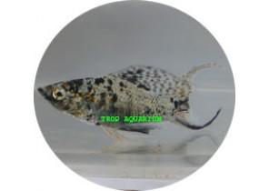 Green Marble Molly SF LT