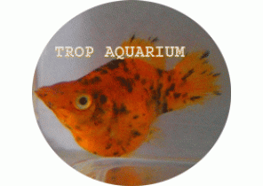 Red Leopard Balloon Molly