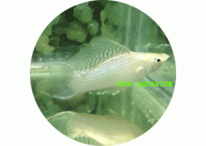 Silver SF Molly